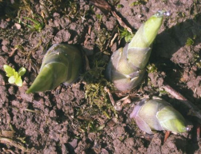 Hosta_Dorset_Blue003.jpg