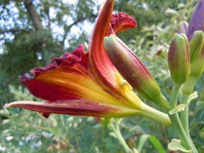 Taglilien_Juli_2011_006.JPG