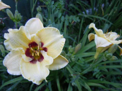 Taglilien_Juli_2011_003.JPG