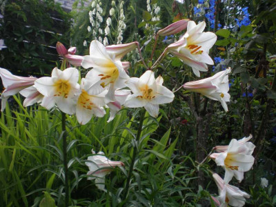 GP_Lilium_regale_2011e1.jpg