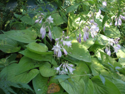GP_Hosta_Gold_Drop_2011e.jpg