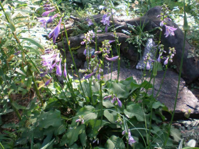 GP_Hosta_Laura_2011e.jpg