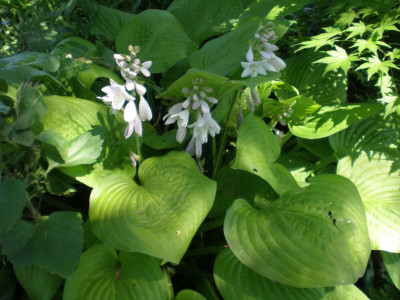 GP_Hosta_ohne_Namen_2011e.jpg