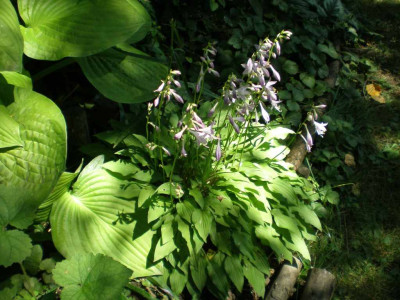 GP_Hosta_namenlos_2011e.jpg