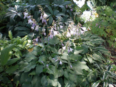 GP_Hosta_nakaiana_2011e.jpg