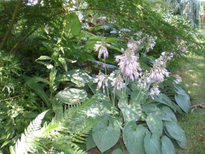 GP_Hosta_Blue_Cadet_2011e.jpg