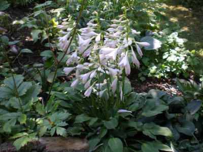GP_Hosta_Teaspoon_2011e.jpg