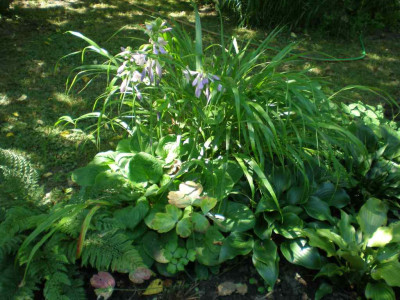 GP_Hosta_Eye_Catcher_2011e.jpg