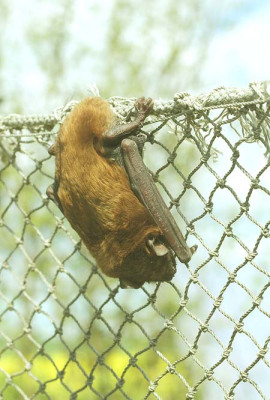 fledermaus.jpg