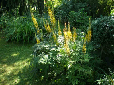 GP_Ligularia_przewalskii_2011e.jpg