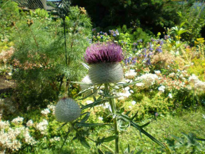 GP_Cirsium_eriophorum_2011e1.jpg