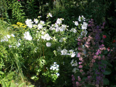 GP_Malva_moschata_Alba_2011e.jpg