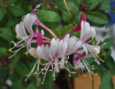 Lonicera_pericylimenium_Serotina_0011__8456.jpg