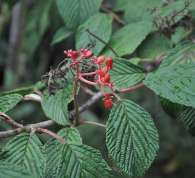 Viburnum_plicatum_Mariesii_0011__8525.jpg