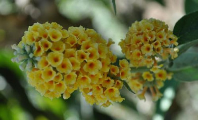 Buddleja_gelb_0011__8099.jpg