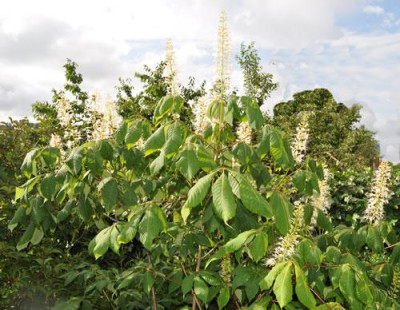 Aesculus_parviflora_0011__8470.jpg