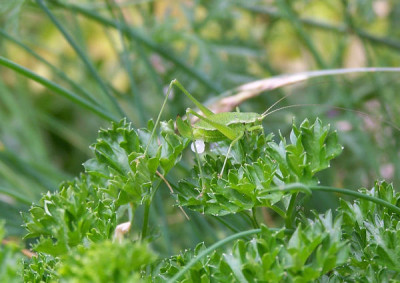 Grasgrune.jpg