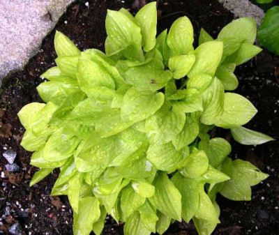 Hosta_Hydon_Sunset_2005-05-07.JPG