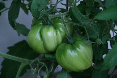 TomatenJuli1411.jpg