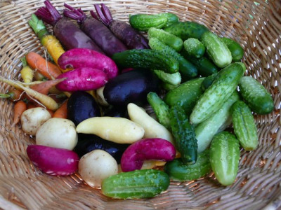 ernte_110709_2.jpg