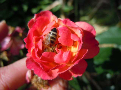 04.06.11_Garten_Videos_005.JPG
