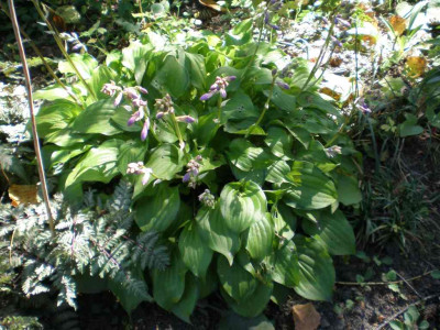GP_Hosta_Cracker_Crumbs_2011e.jpg