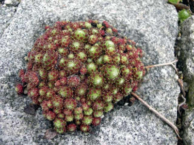 Sempervivum_arachnoidun_Rheinkiesel_2005-05-07.JPG