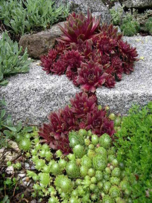 Sempervivum_2005-05-07.JPG