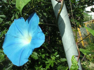 Campanilla.jpg