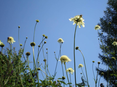 GP_Cephalaria_gigantea_2011e.jpg