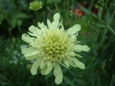 GP_Cephalaria_gigantea1_2011e.jpg