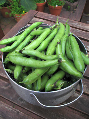 IMG_3393_Ernte_am_10.7.2011.jpg