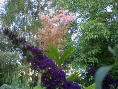 GP_Filipendula_rubra_Venusta_Buddleja_2011e.jpg