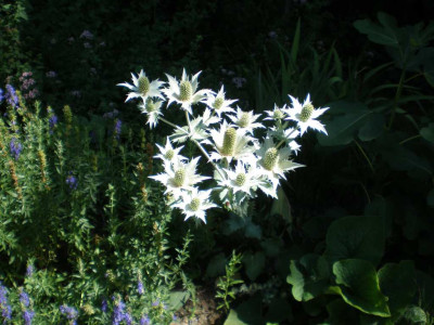GP_Eryngium_giganteum_20111e.jpg