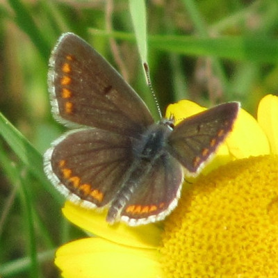 Blauling_1_110710.jpg