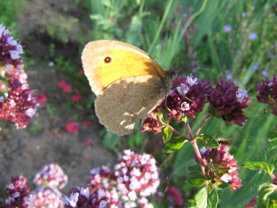 Kleines_Wiesenvogelchen_110710.jpg
