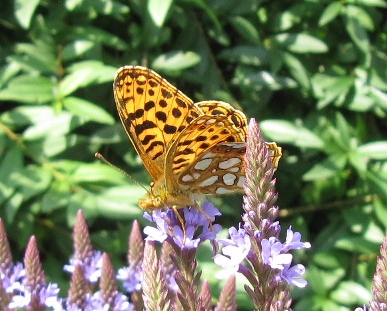 Perlumuttfalter_110710.jpg