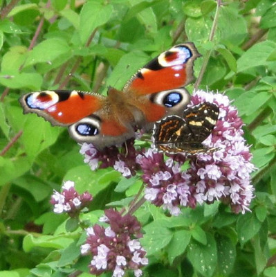 Tagpfauenauge_und_Landkartchen_110710.jpg