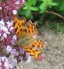C-Falter_110710.jpg
