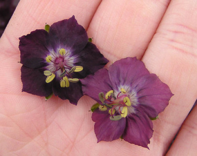 geranium_phaeum_vergleich2.jpg