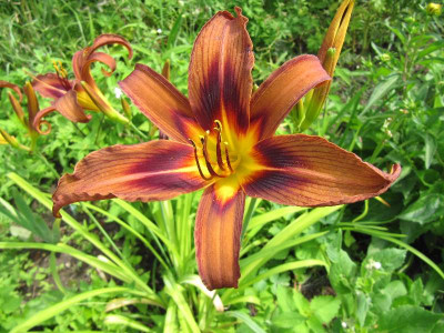 Brown_Whitch_110710.jpg