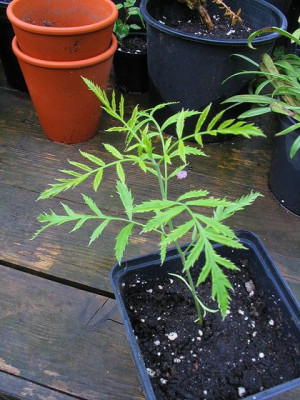 Xanthoceras_sorbifolium.jpg