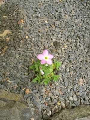 Dionysia_involucrata_Hortu.jpg