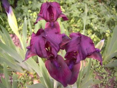 Nana_Cherry_Garden1.JPG