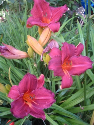 hem_2011_mateus.jpg