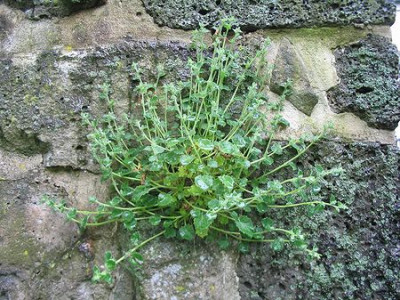Campanula_portenschlagiana_Hortu.jpg