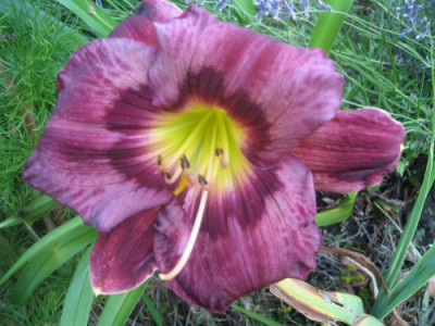 hem_2011_mariettadreamer.jpg