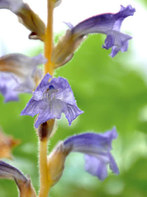 Orobanche_ramosa.JPG