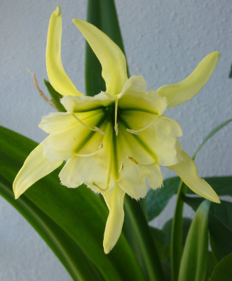 Hymenocallis_Sulphur_Queen_A_800x800_80KB.jpg
