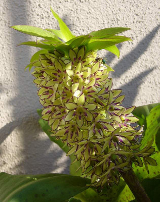 Eucomis_A_800x800_80KB.jpg